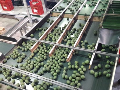 Equipo para Aguacate - vista 4