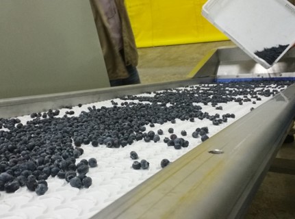 Equipo para Arandanos - vista 3