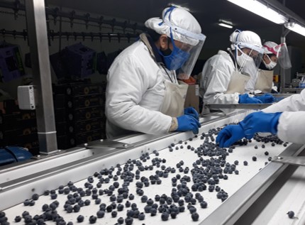 Equipo para Arandanos - vista 5