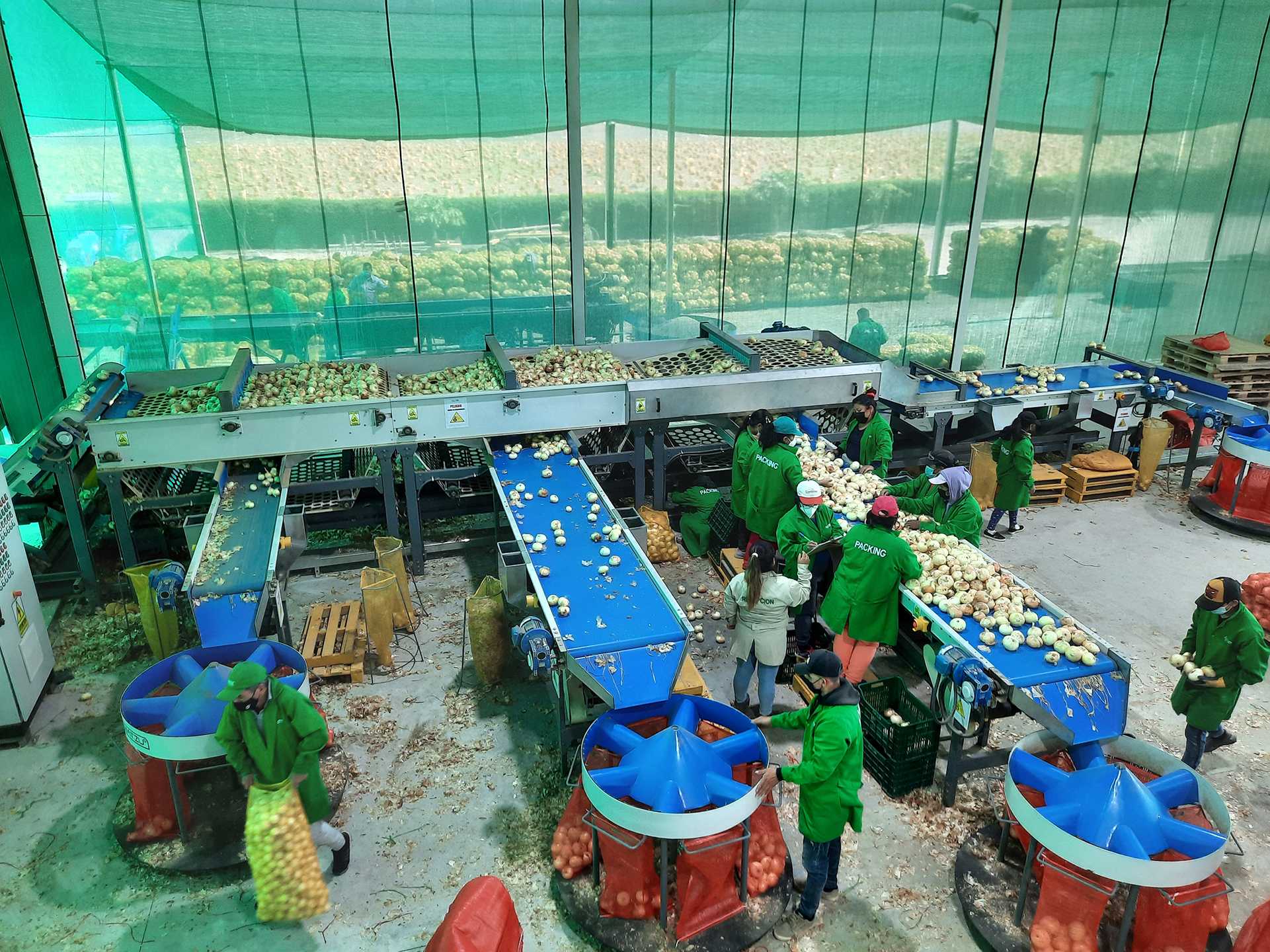 Equipo para Cebolla - vista 1